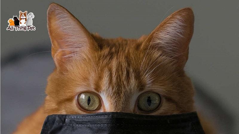 Những căn bệnh phổ biến ở loài mèo mà bạn cần biết