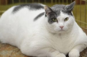 Cần bổ sung chất dinh dưỡng cho mèo 3-6 tháng tuổi