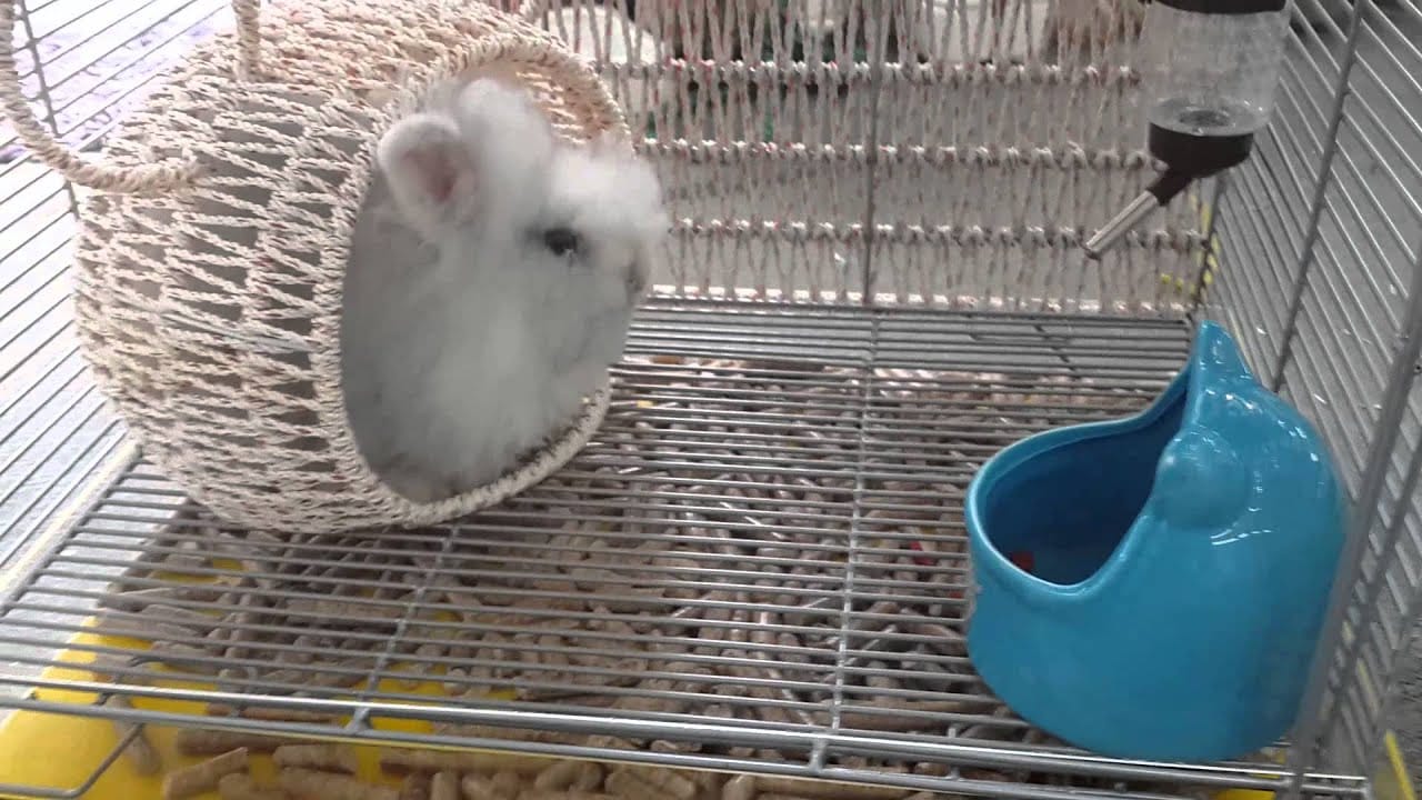 Mách bạn cách cho thỏ ăn