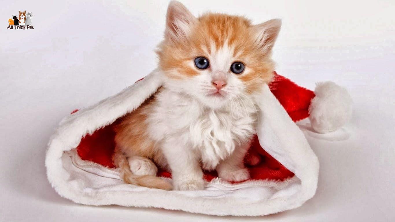 Bật mí kinh nghiệm chăm sóc mèo từ A – Z