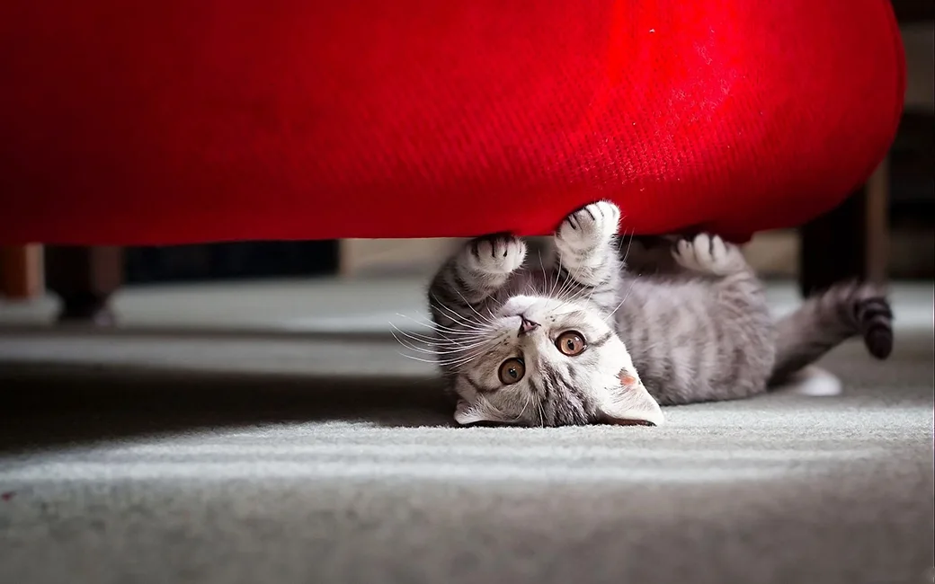 Khi mèo cào đồ, chúng ta có nhiều cách để xử lý chúng