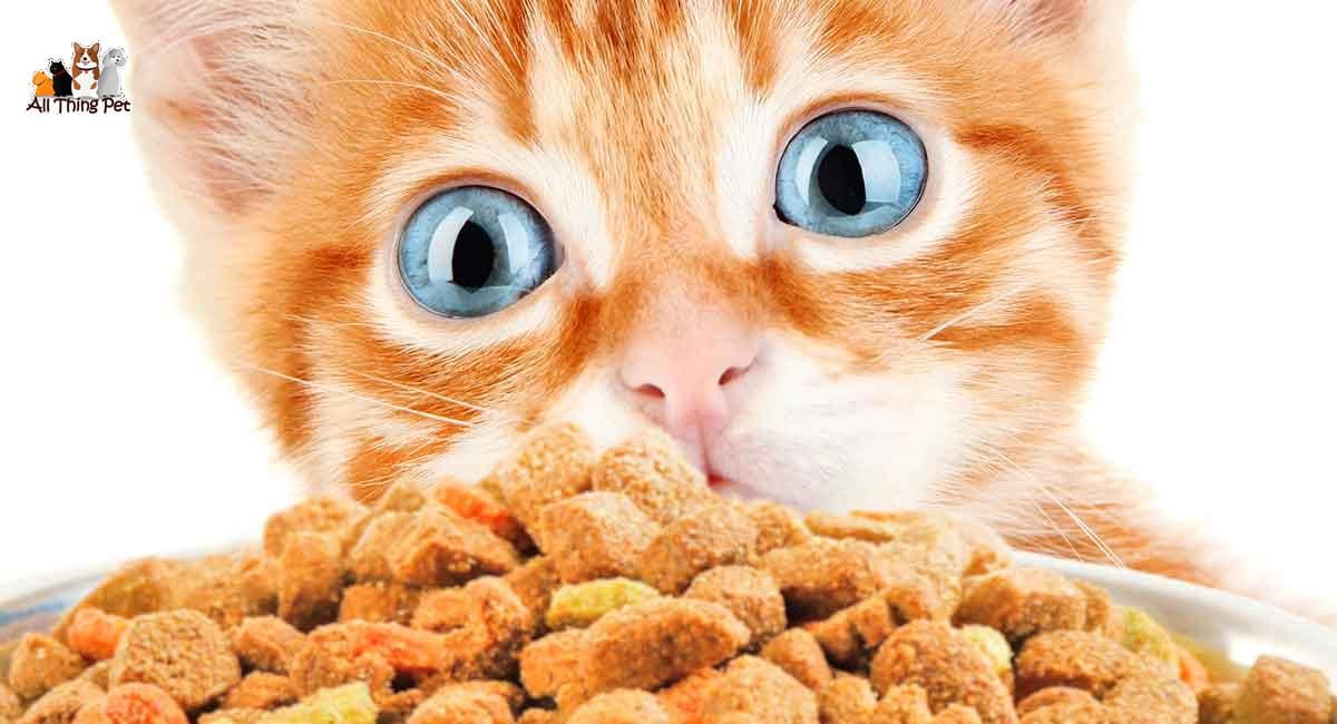 Những điều nhất định bạn phải biết khi cho mèo ăn vặt