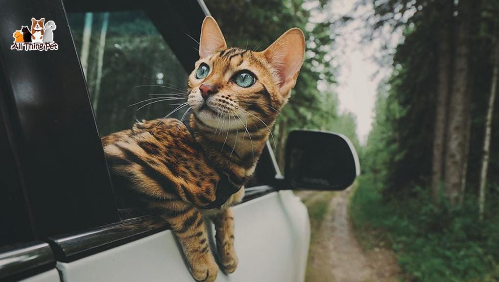 Mèo sợ xe hơi không còn là nỗi lo nếu nắm được những mẹo này