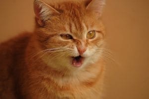 Không quá lo lắng khi thỉnh thoảng mèo hắt hơi.