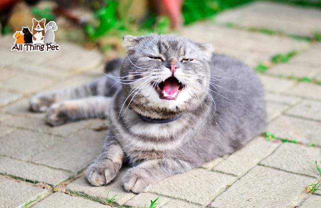 Truy tìm nguyên nhân dẫn đến việc mèo hay bị hắt xì hơi liên tục