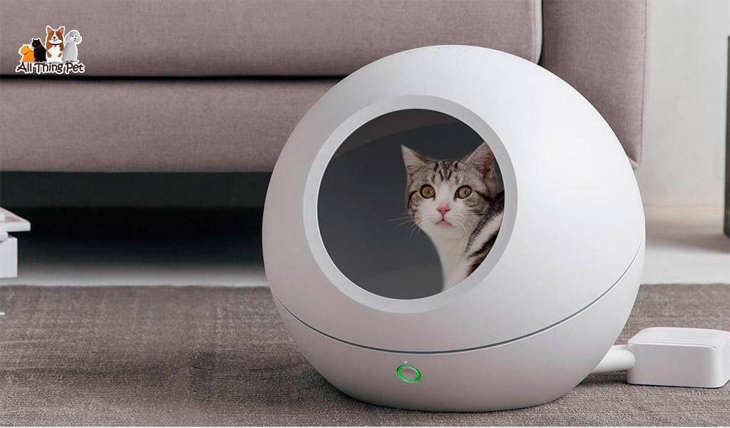 Tổng hợp các loại cát vệ sinh tốt nhất mà chủ nuôi nên tham khảo