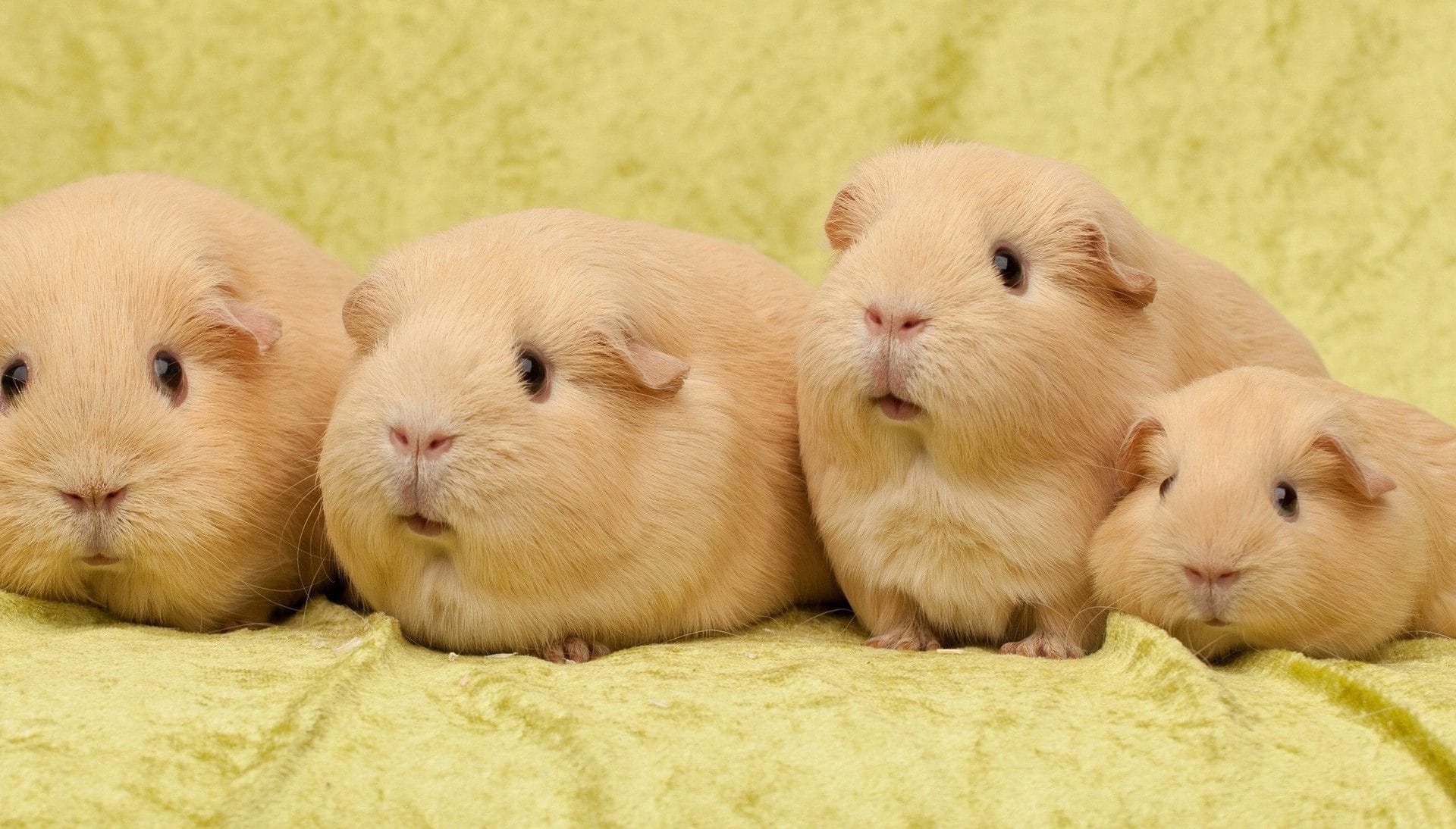 Nhìn lũ Bọ Ú cưng chưa này