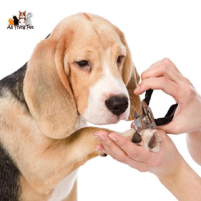 Chia sẻ các bước cắt móng cho chó tại nhà hiệu quả