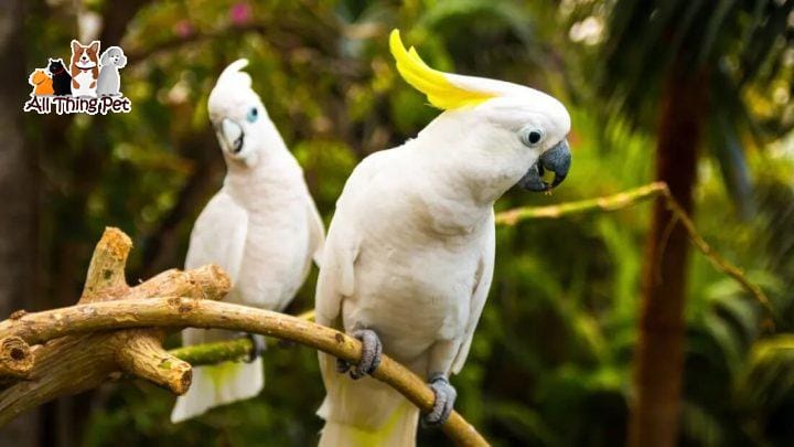 Khẩu phần dinh dưỡng của Vẹt – Vấn đề thường gặp, giải quyết