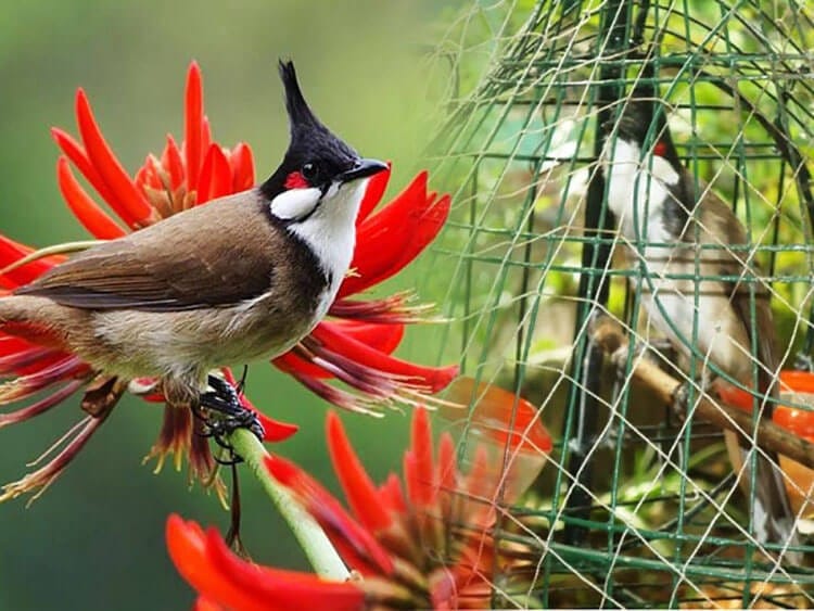 Cám chim là thức ăn phổ biến của chim chào mào