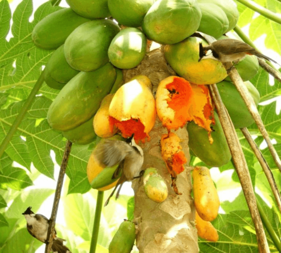 Trái cây cung cấp nhiều chất dinh dưỡng