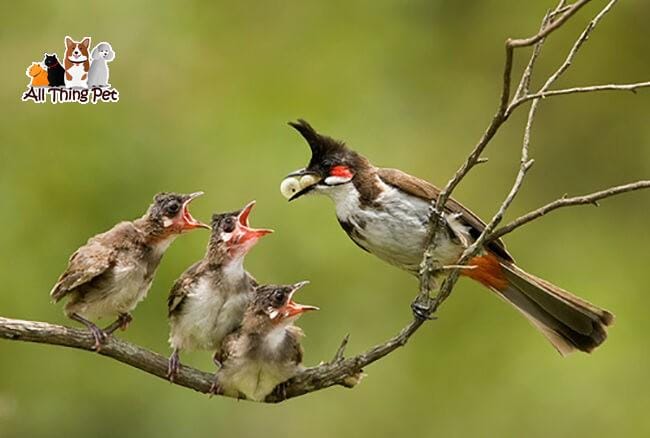 4 loại thức ăn nuôi chim chào mào để chúng có sức khỏe tốt nhất