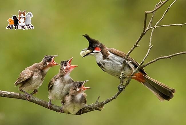 4 loại thức ăn nuôi chim chào mào để chúng có sức khỏe tốt nhất