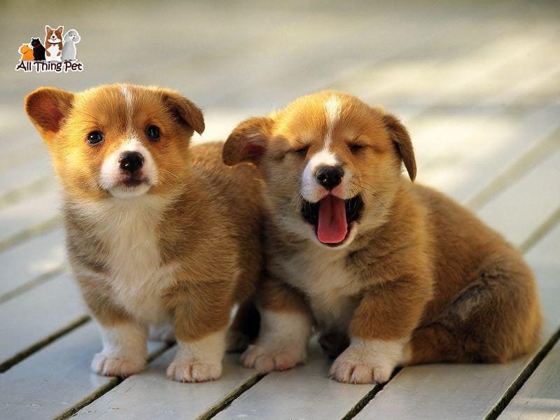 5 kinh nghiệm nuôi chó ai cũng nên biết để thú cưng luôn khỏe mạnh