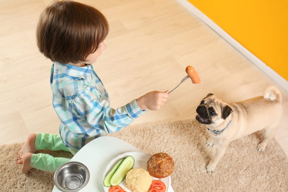 Kinh nghiệm nuôi chó: Chăm sóc sức khỏe tổng hợp