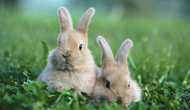 Cần chú trọng về thức ăn để phòng ngừa bệnh đường ruột cho Thỏ
