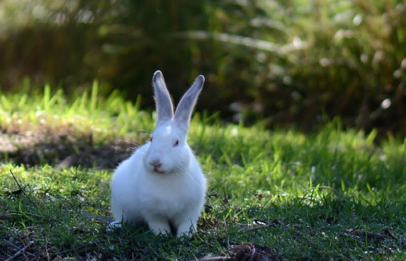 Thỏ có chiếc tai đặc trưng