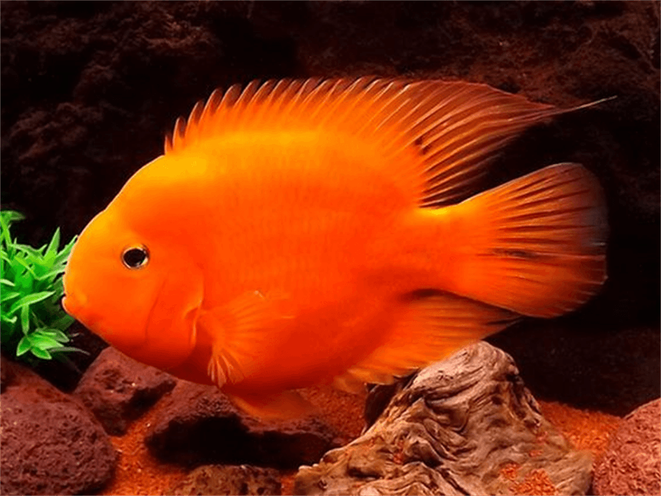 Cá cảnh đẹp
