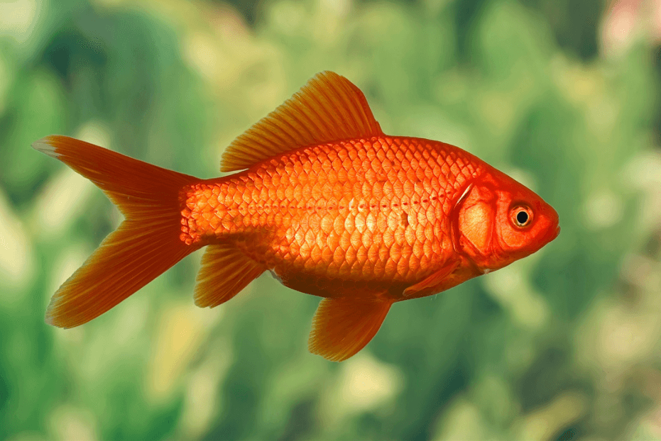 Cá vàng Wakin