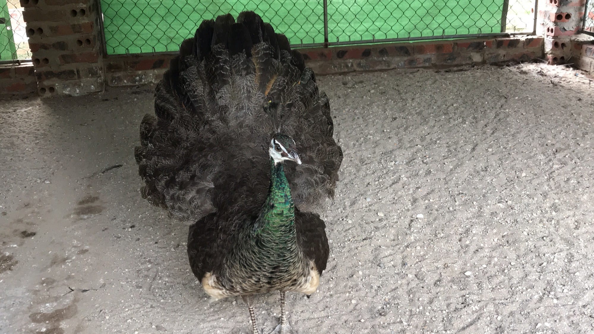 Có 3 cách để ấp nở trứng chim công cơ bản