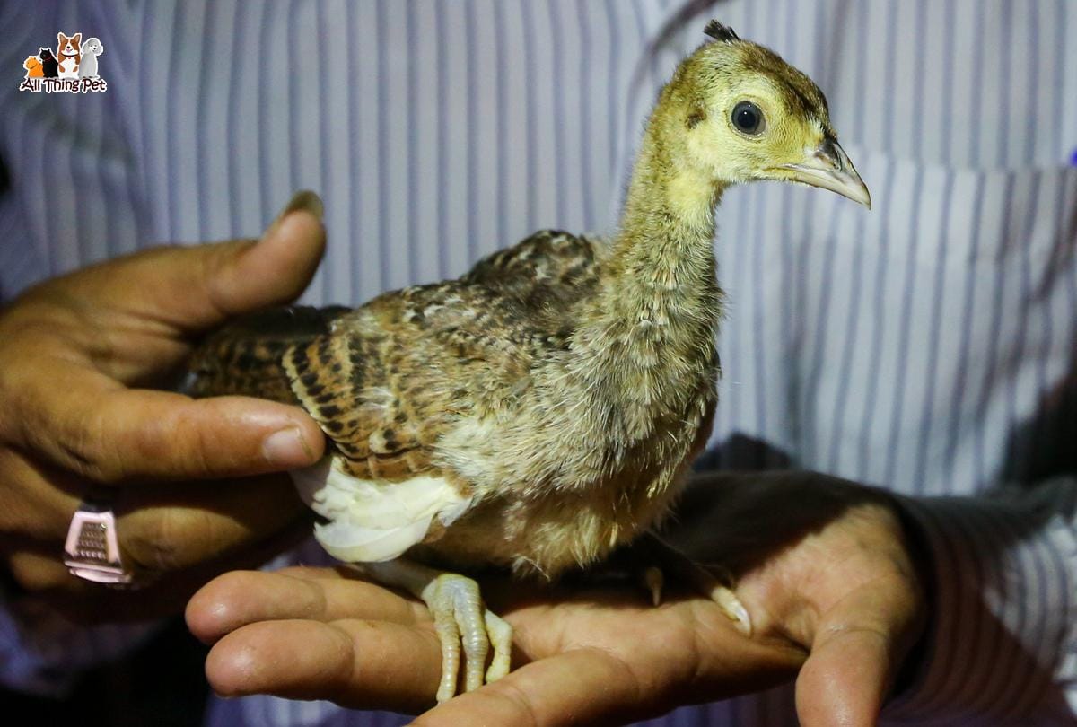 Ấp nở trứng chim công – Những điều bạn cần phải biết