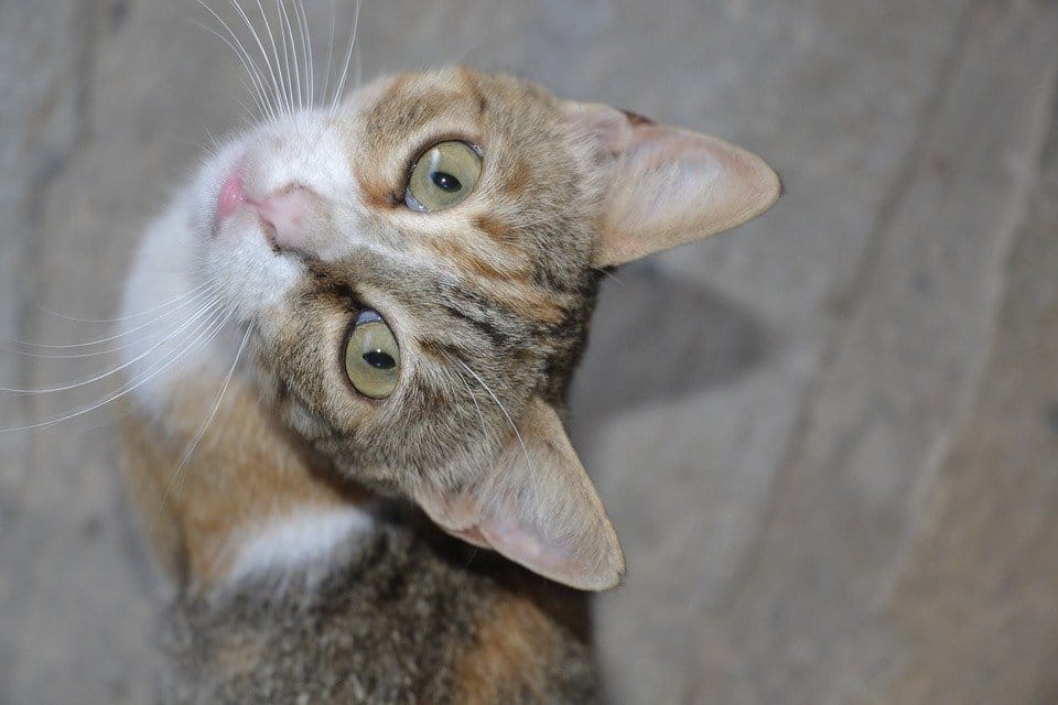 Vệ sinh tai mèo định kỳ sẽ giúp mèo khỏe hơn