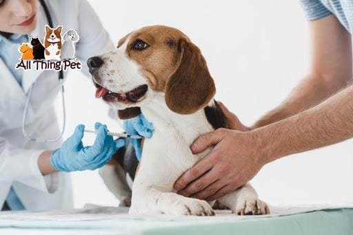 Bác sĩ thú y hướng dẫn cách tiêm cho chó tại nhà cực đơn giản