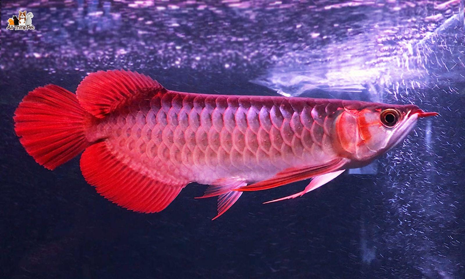 Bạn có biết lý do vì sao cá Rồng Huyết Long lại đắt đỏ đến vậy?