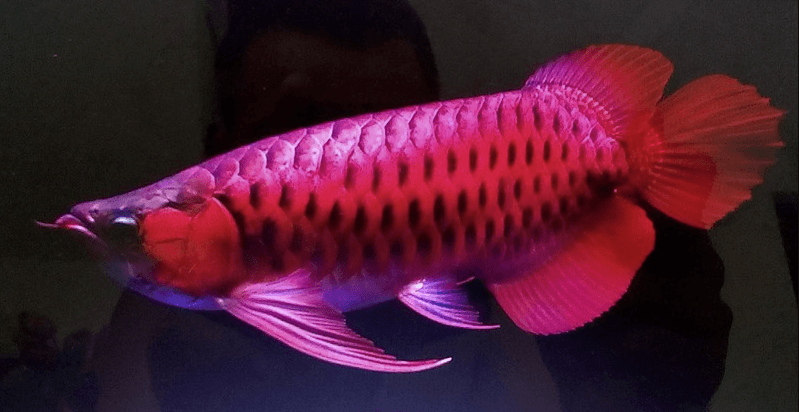 Cá Rồng Huyết Long là gì?