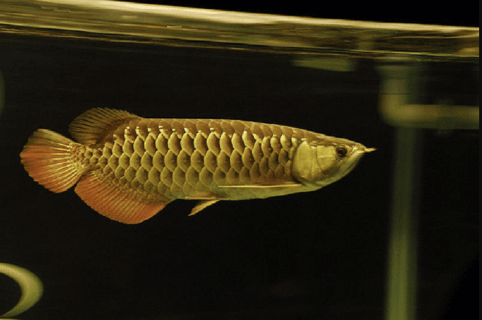 Kim Long Quá Bối nền vàng