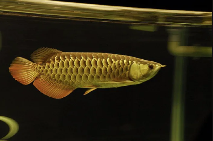 Kim Long Quá Bối nền vàng
