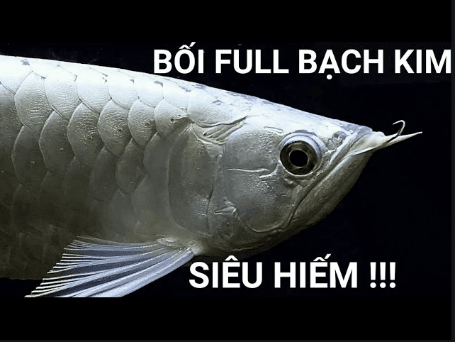 Platinum Crossback - Quá Bối Bạch Kim