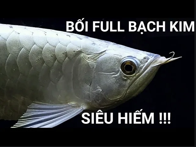 Platinum Crossback - Quá Bối Bạch Kim