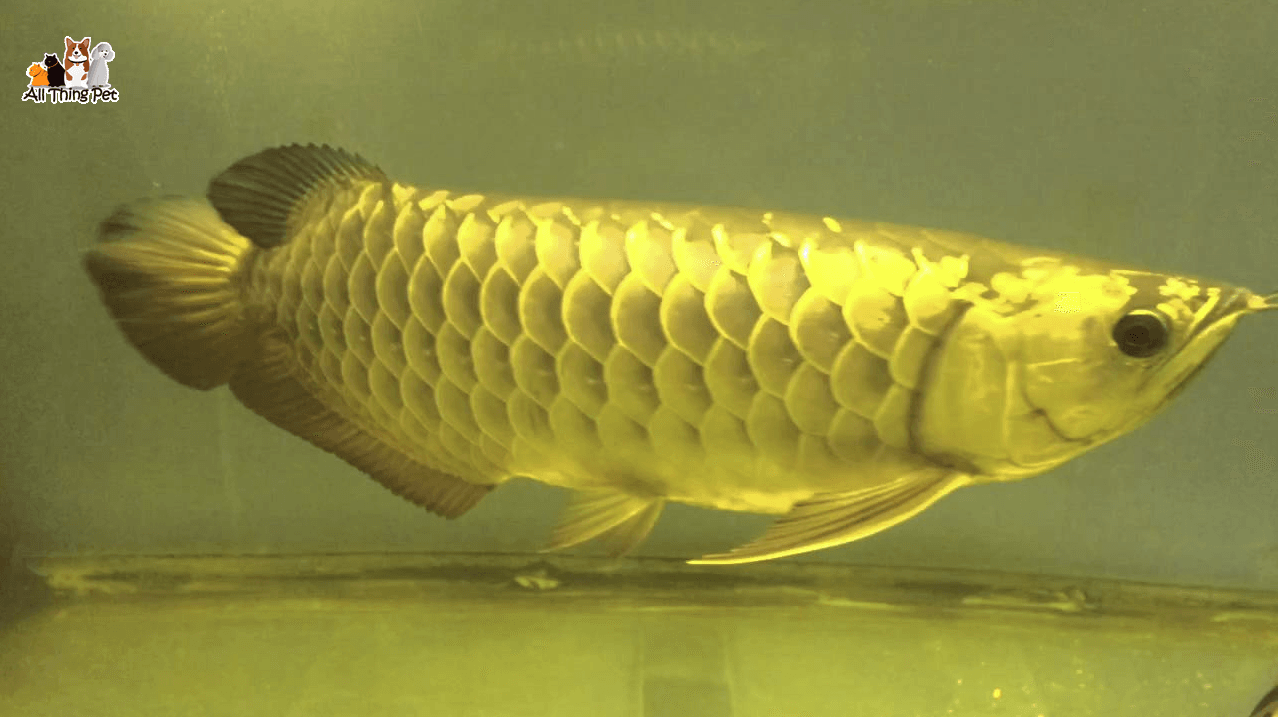 Bạn có thể kể tên được bao nhiêu loại cá Kim Long Quá Bối?