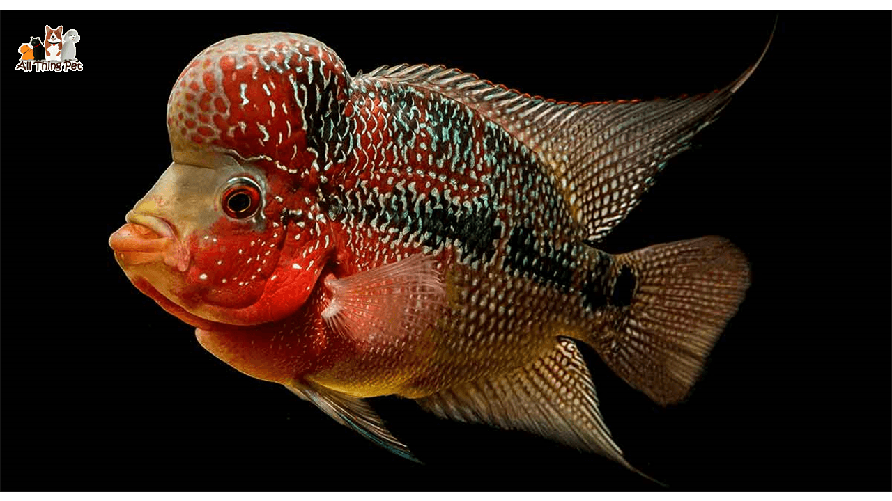 Bạn đã biết cách chăm sóc chú cá La Hán đạt chuẩn?