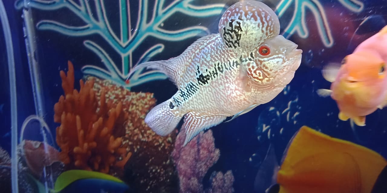 Trong không gian bể nuôi không cần trang trí nhiều