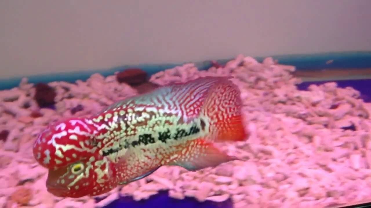 Cá La Hán ăn được hầu hết các loại thực phẩm mà những loại cá cảnh khác ăn