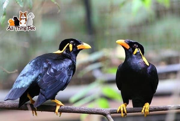 Bạn đã biết cách huấn luyện giọng hay cho chim Sáo?