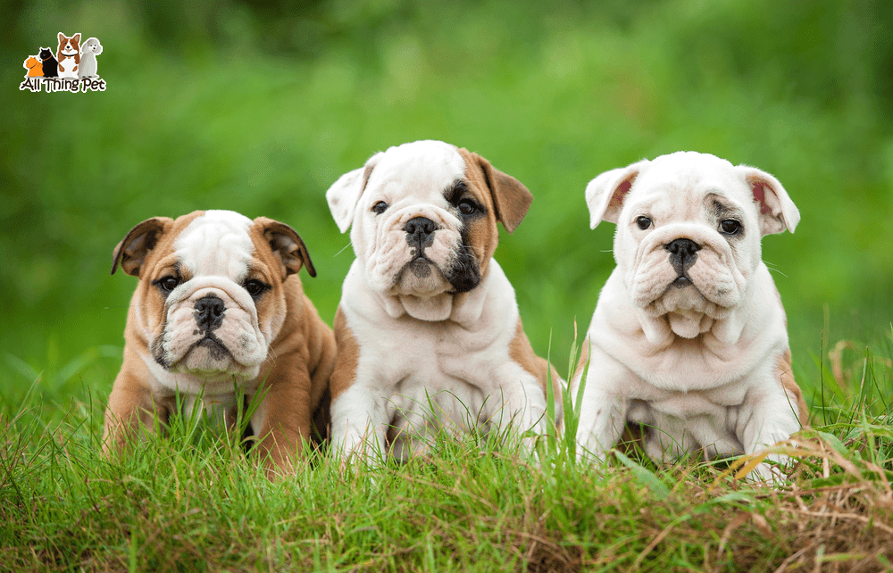 Bạn là Fan cuồng chó cảnh – Đừng bỏ qua những giống chó đáng yêu này