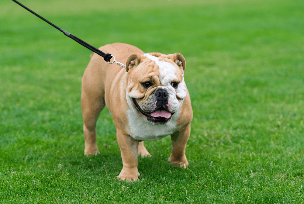 Một chú chó chó bò Pháp sẽ là người bạn tuyệt vời cho trẻ nhỏ.