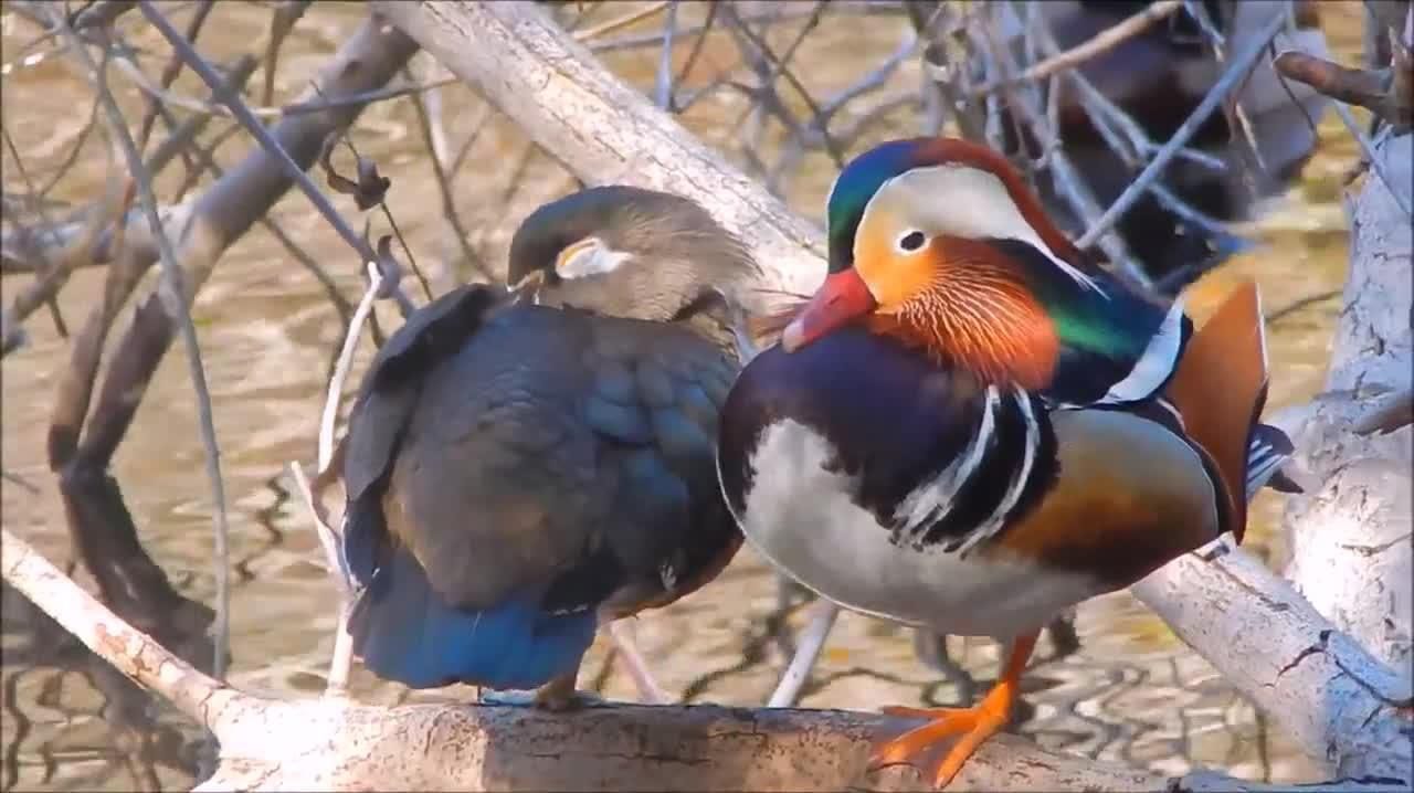 Bật mí cách chăm sóc vịt uyên ương cho người mới bắt đầu