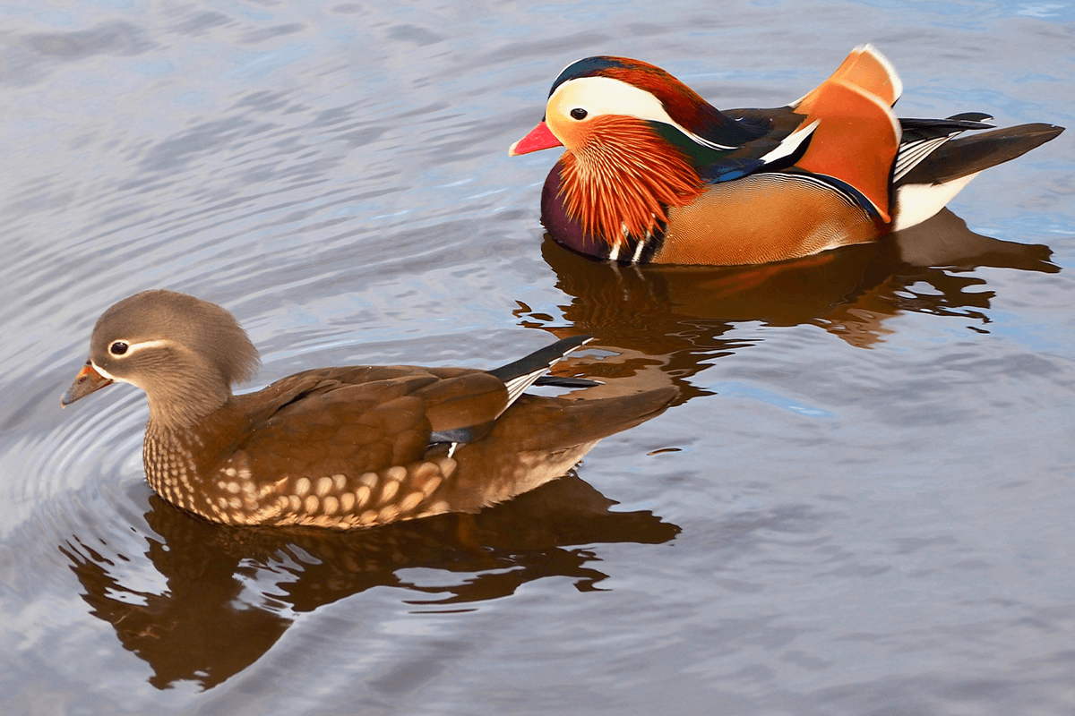 Kỹ thuật chăm sóc vịt uyên ương