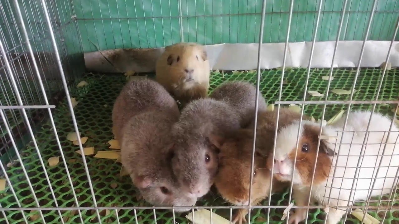 Bọ ú Teddy giống gấu teddy