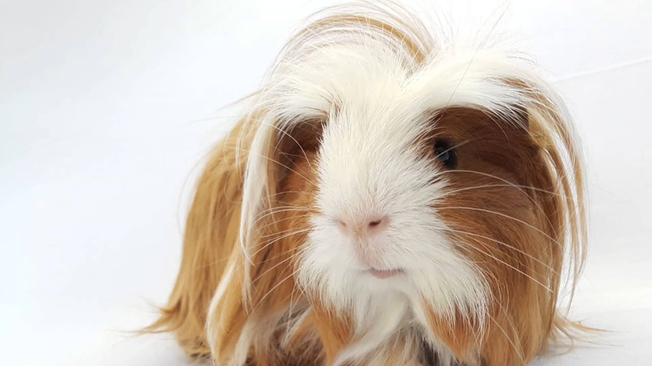 Bọ ú Coronet có lông dài