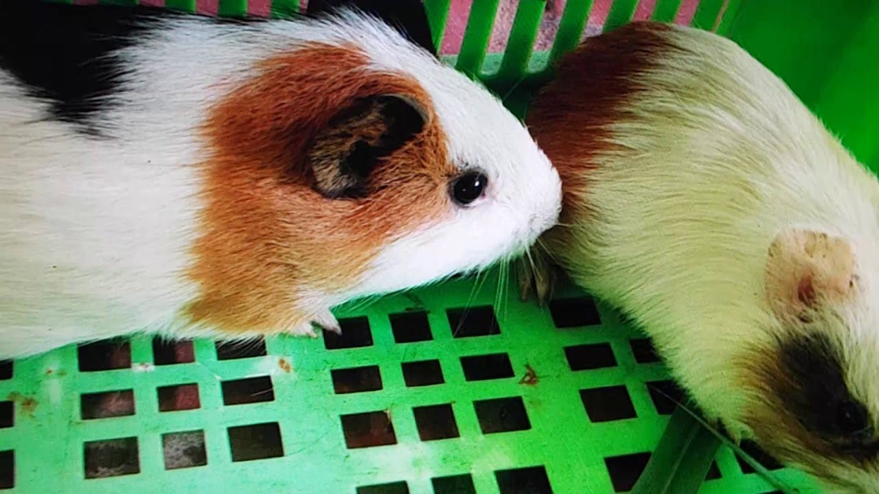 Các loại bọ ú khác