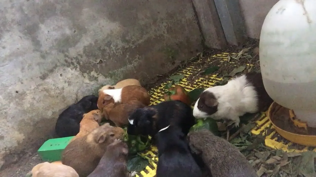 Bọ ú Abyssinian có vẻ ngoài rất đặc biệt