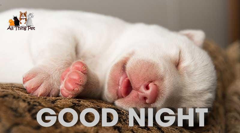 Bật mí cách để chó con ngủ ngon từ đêm tới sáng