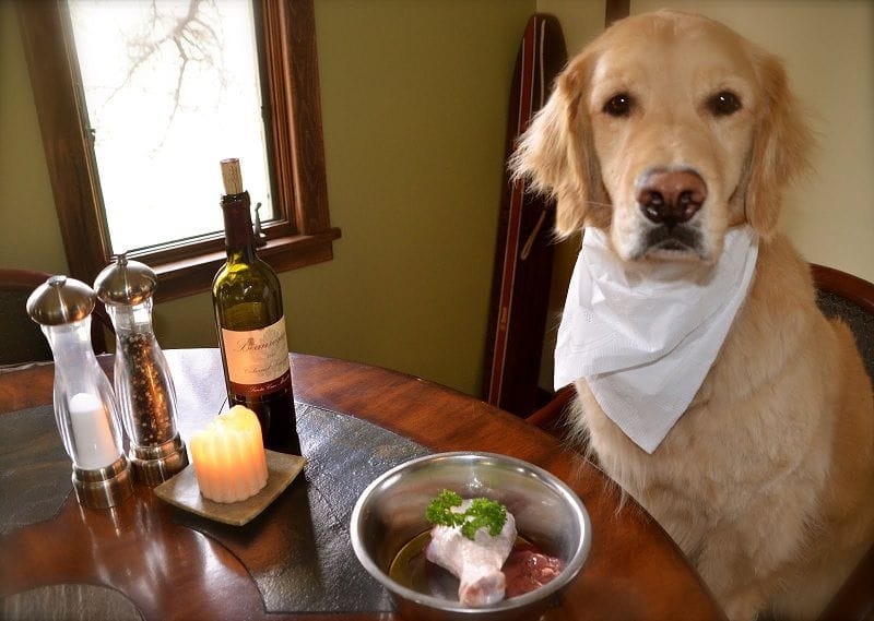 Thiết lập chế độ dinh dưỡng cho chó cưng