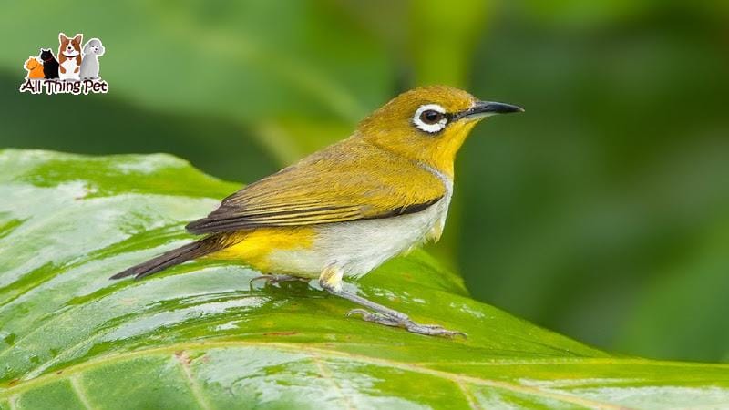 Bật mí kỹ thuật chăm sóc cho chim vàng khuyên thay lông