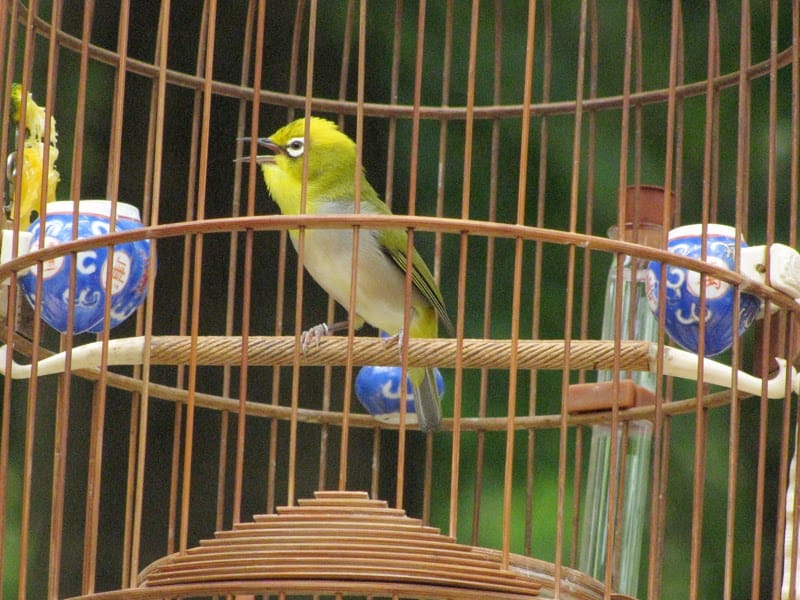 Tập tính sinh sống